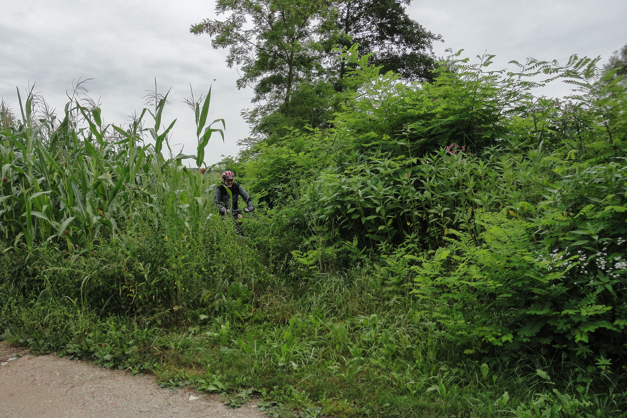 Wegraten im Dickicht